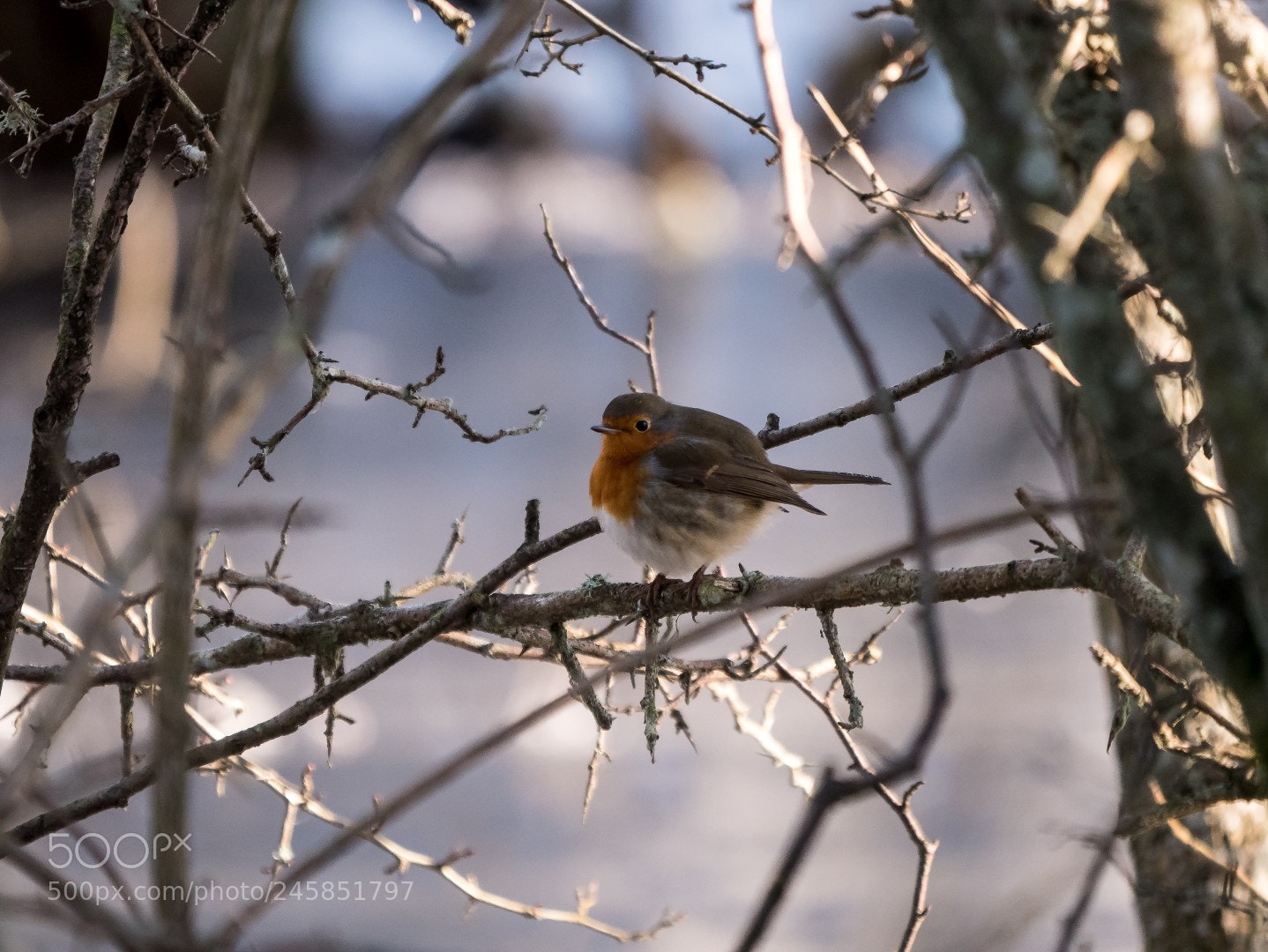 Panasonic Lumix DMC-GX85 (Lumix DMC-GX80 / Lumix DMC-GX7 Mark II) sample photo. Erithacus rubecula photography
