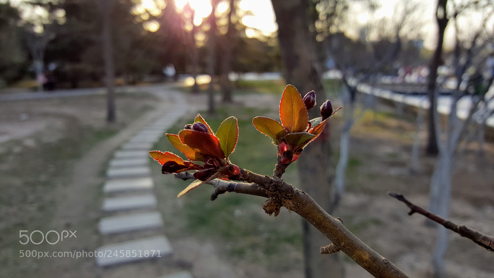 Samsung Galaxy Note5 sample photo. 20160313_172746.jpg photography