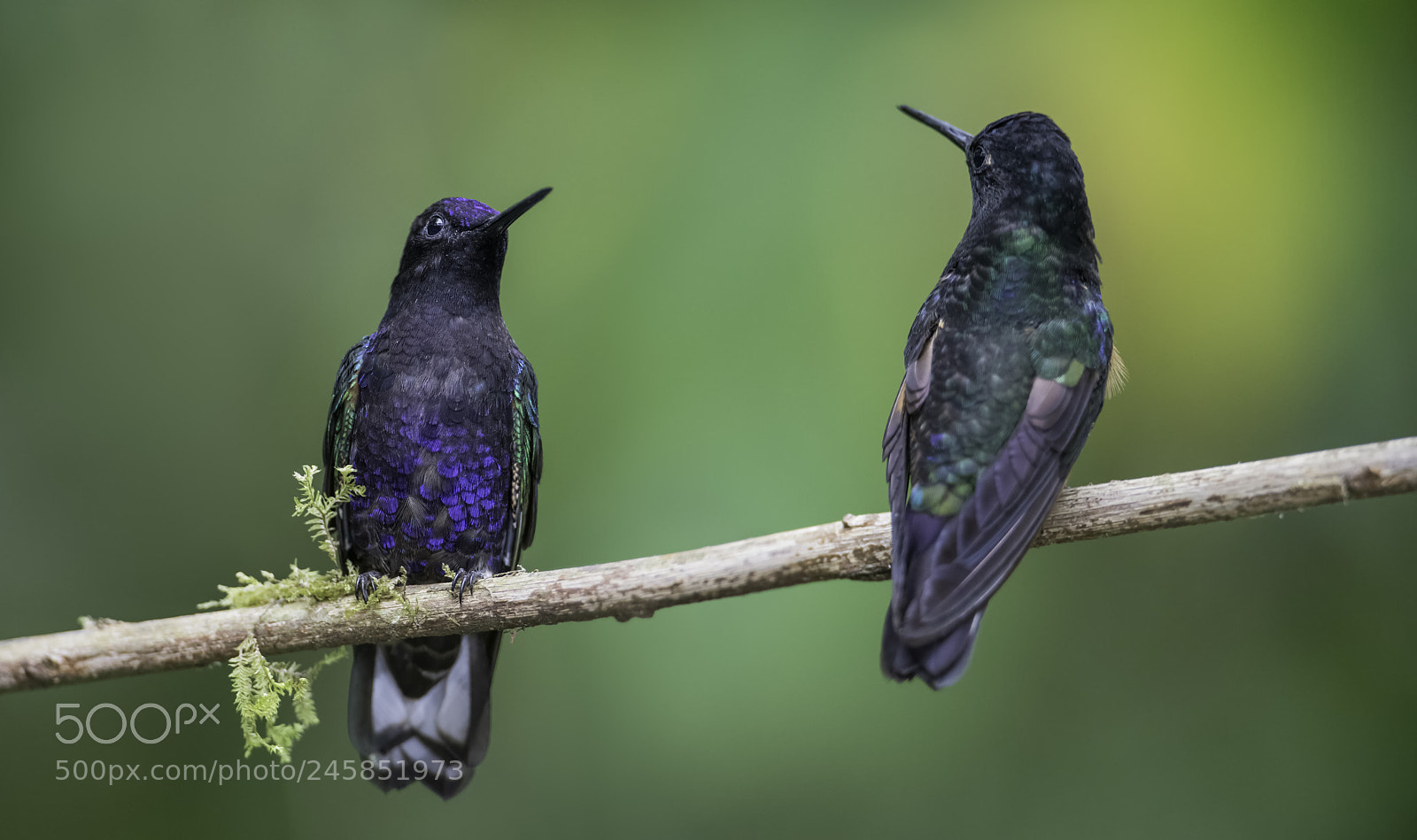 Nikon D850 sample photo. Velvet purple coronet photography
