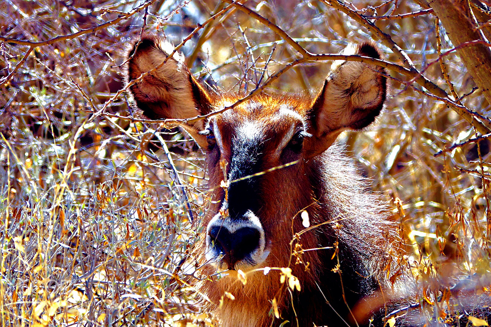 Sony Cyber-shot DSC-RX10 III sample photo. Namibia wildlife photography