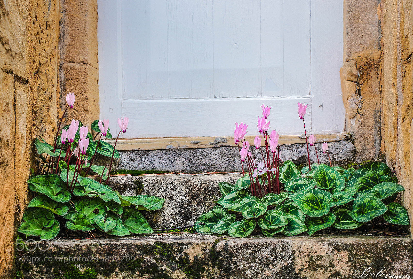 Canon EOS 700D (EOS Rebel T5i / EOS Kiss X7i) sample photo. Forgotten steps. photography