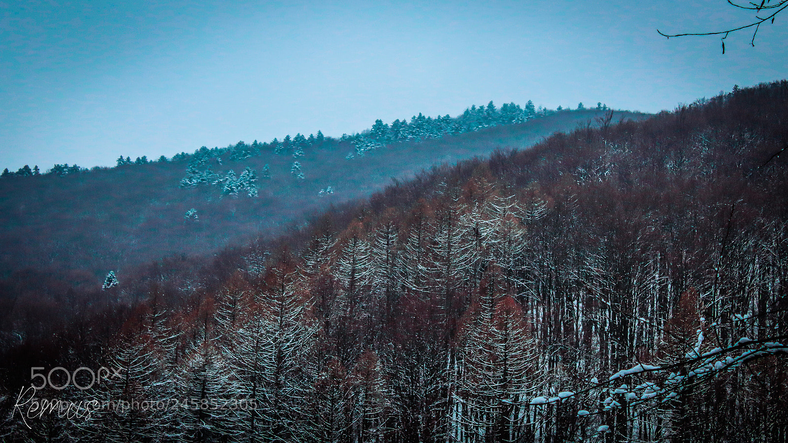 Canon EOS 1300D (EOS Rebel T6 / EOS Kiss X80) sample photo. Winter forest photography