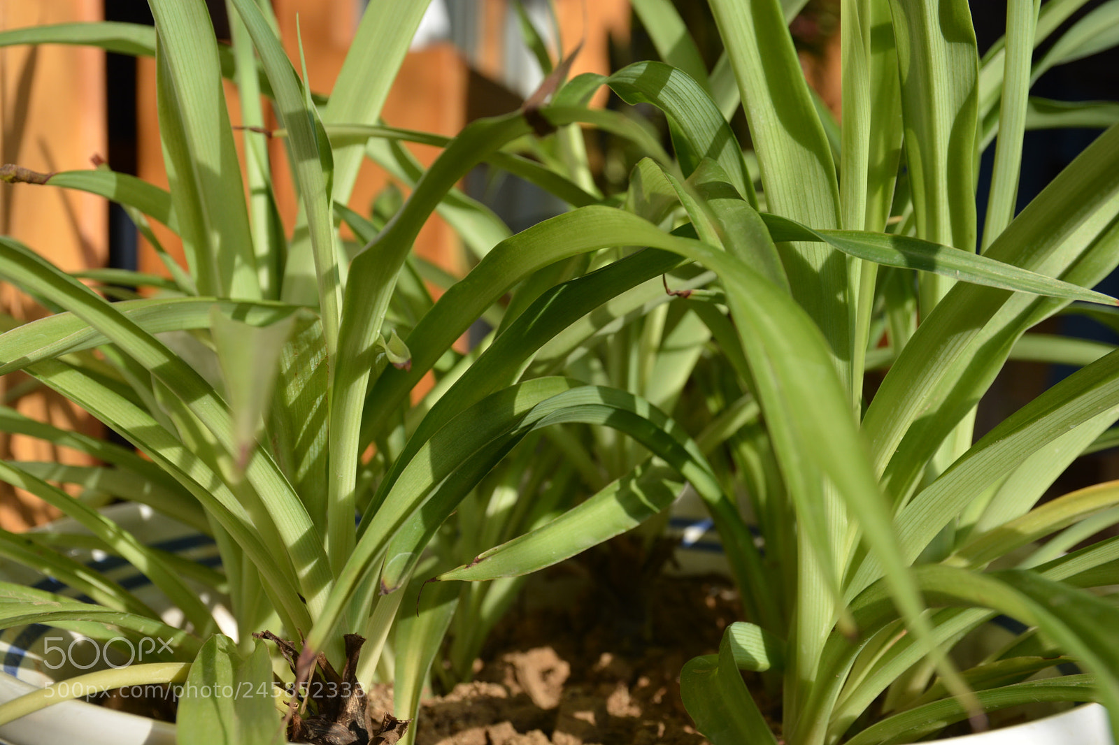 Nikon D7100 sample photo. 1.jpg photography
