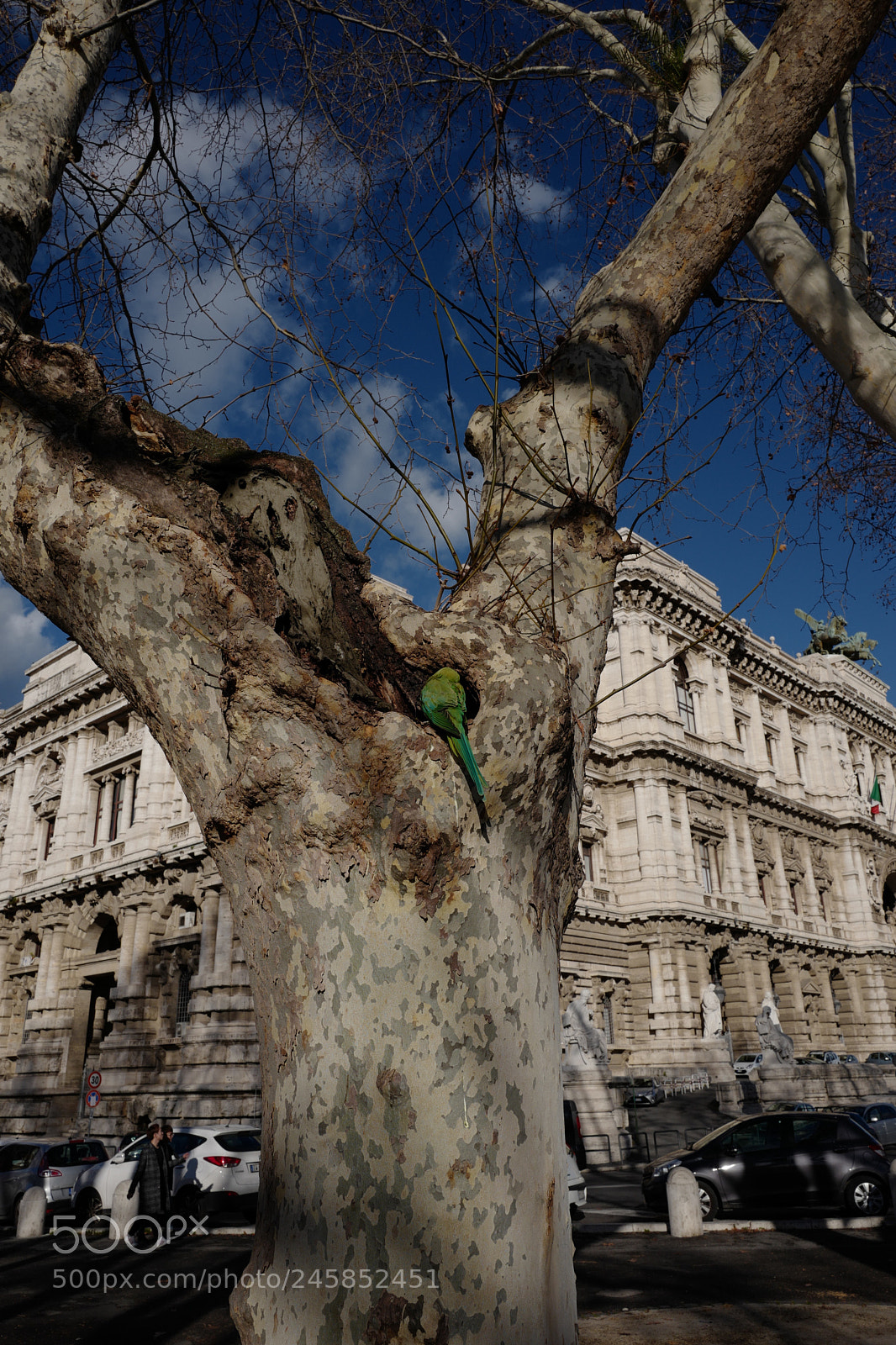 Leica Q (Typ 116) sample photo. Bird need a nap photography