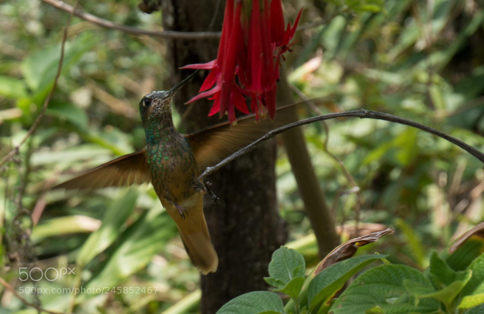 Panasonic Lumix DMC-G85 (Lumix DMC-G80) sample photo. Hummingbird photography