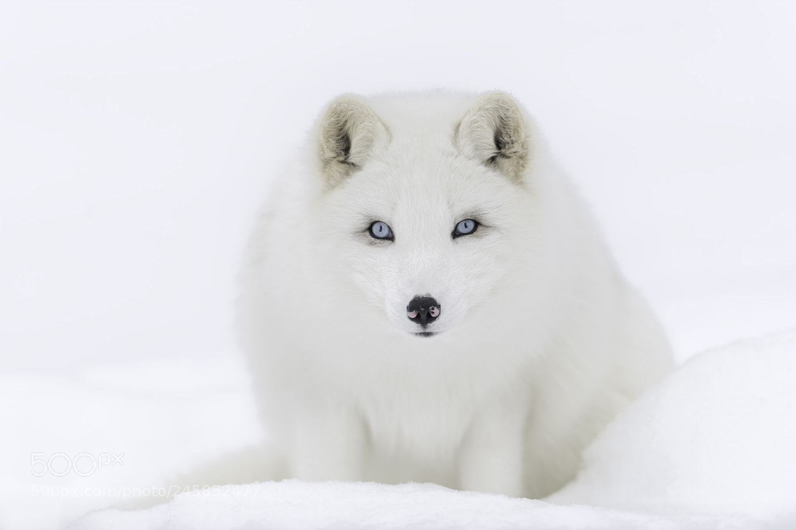 Nikon D850 sample photo. Blending in winter... photography