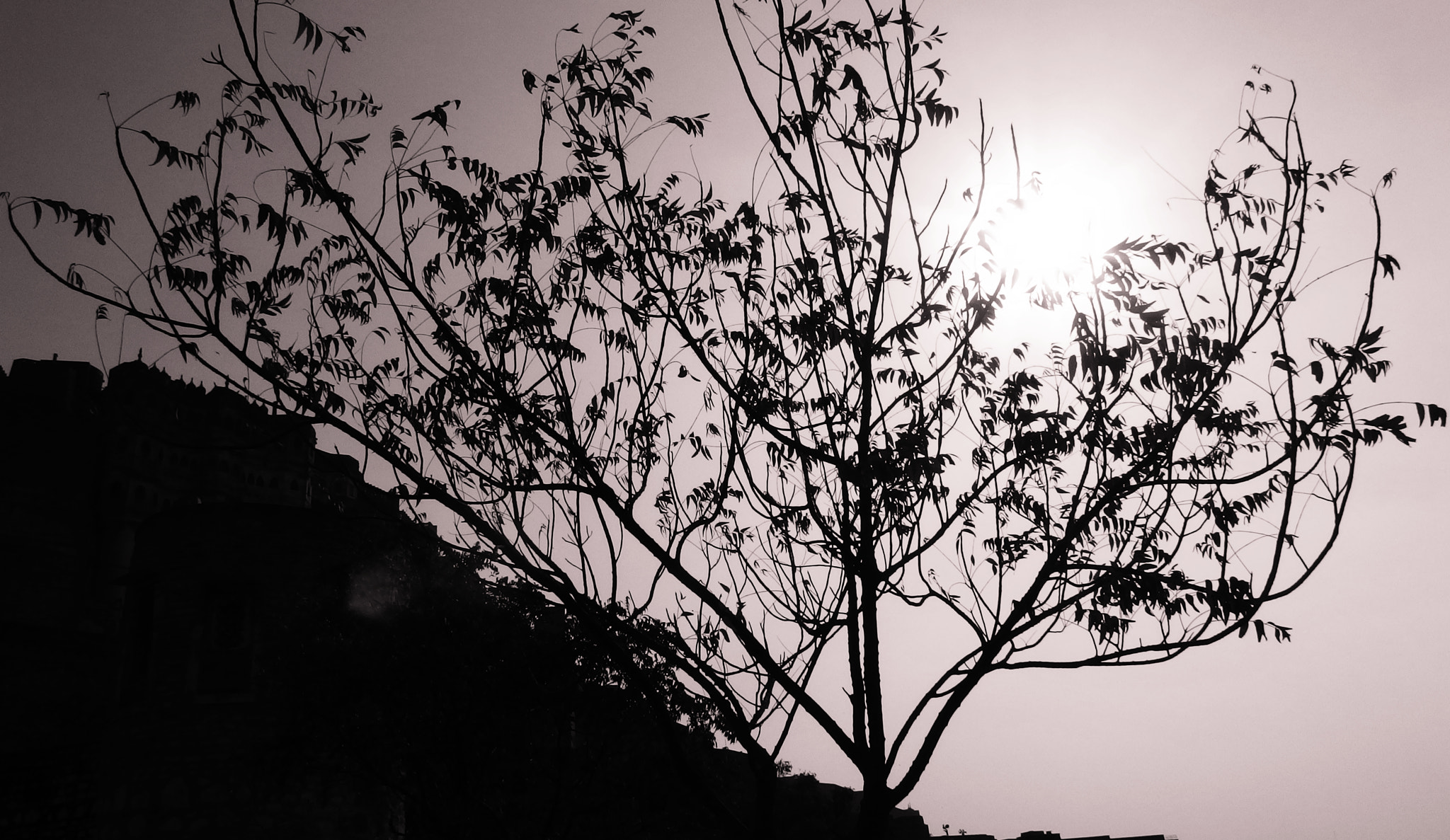Olympus Stylus XZ-10 sample photo. Tree against the light photography