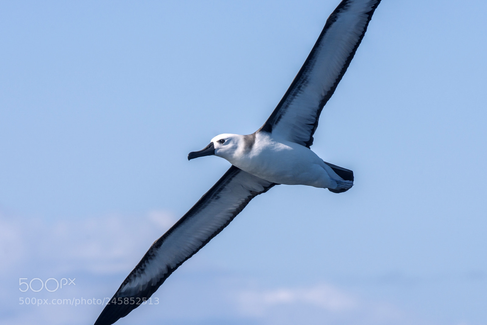 Nikon D800 sample photo. Albatroz-de-nariz-amarelo (thalassarche chlororhynchos) | yellow photography