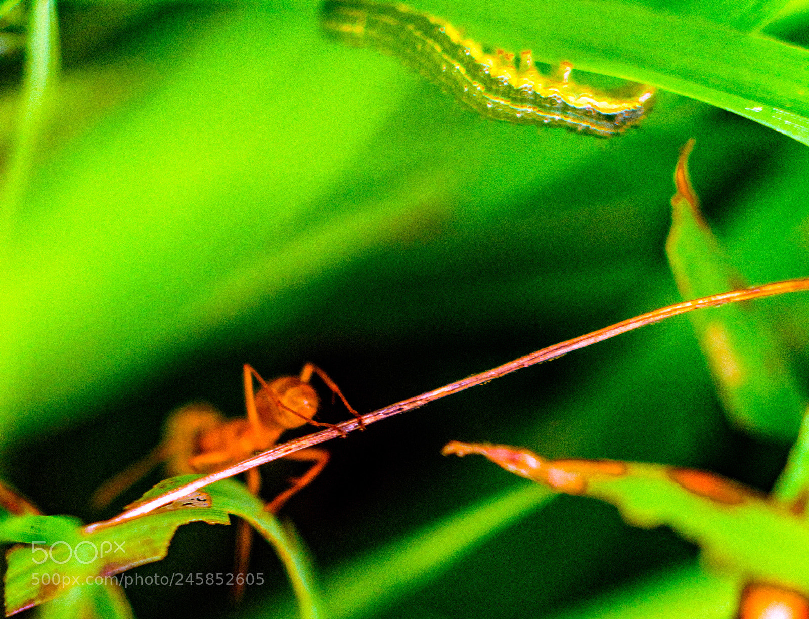 Nikon D7200 sample photo. Red ant passing a photography