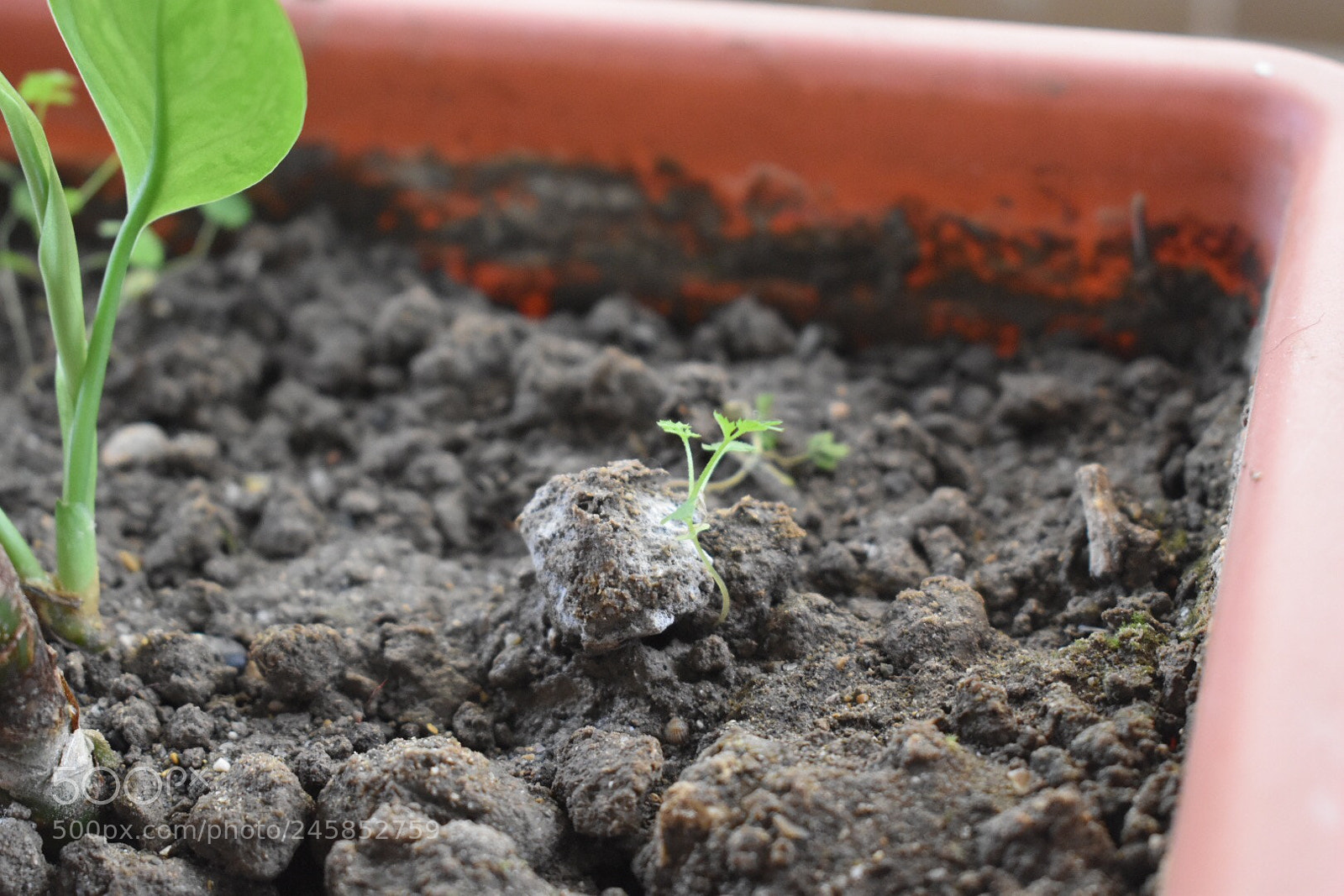 Nikon D5500 sample photo. Plant growth photography