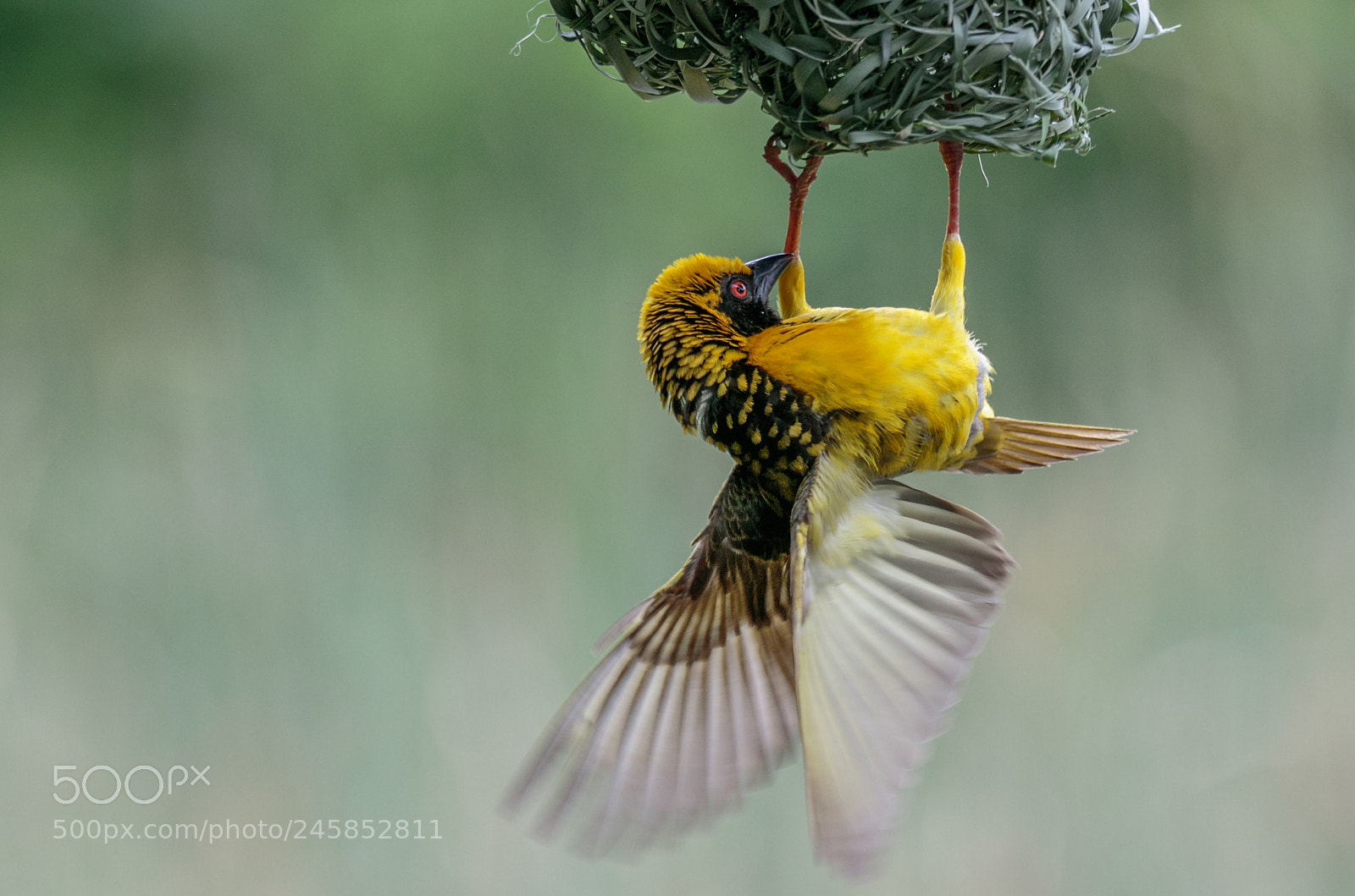 Canon EOS 7D Mark II sample photo. Hanging photography