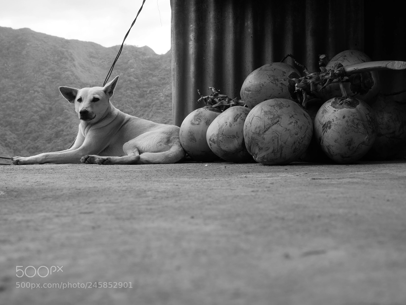 Panasonic Lumix DMC-GX85 (Lumix DMC-GX80 / Lumix DMC-GX7 Mark II) sample photo. Dog resting, november 2017, philippines photography