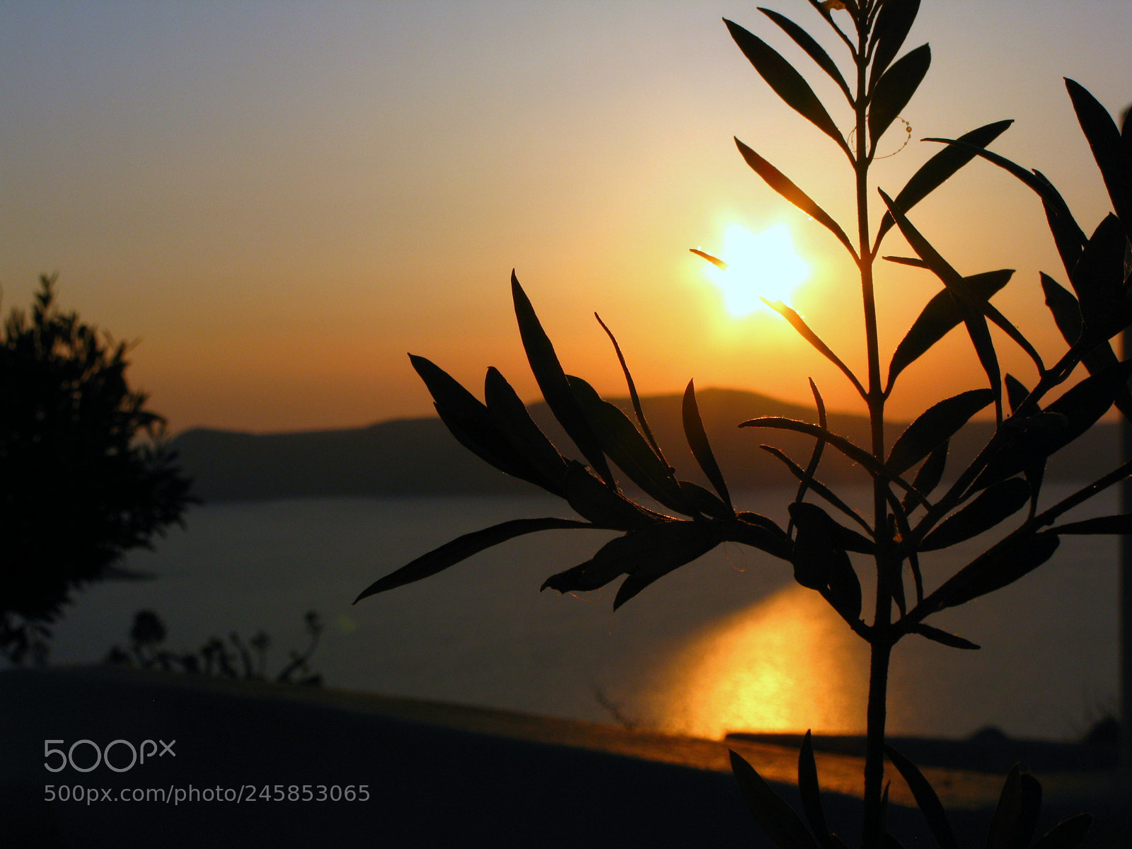 Canon POWERSHOT G9 sample photo. Olive tree leaves, silhouette photography