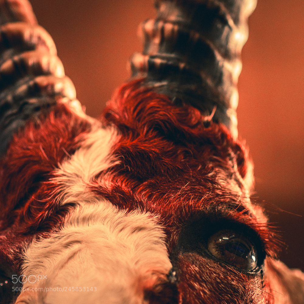 Nikon D5600 sample photo. Horn photography