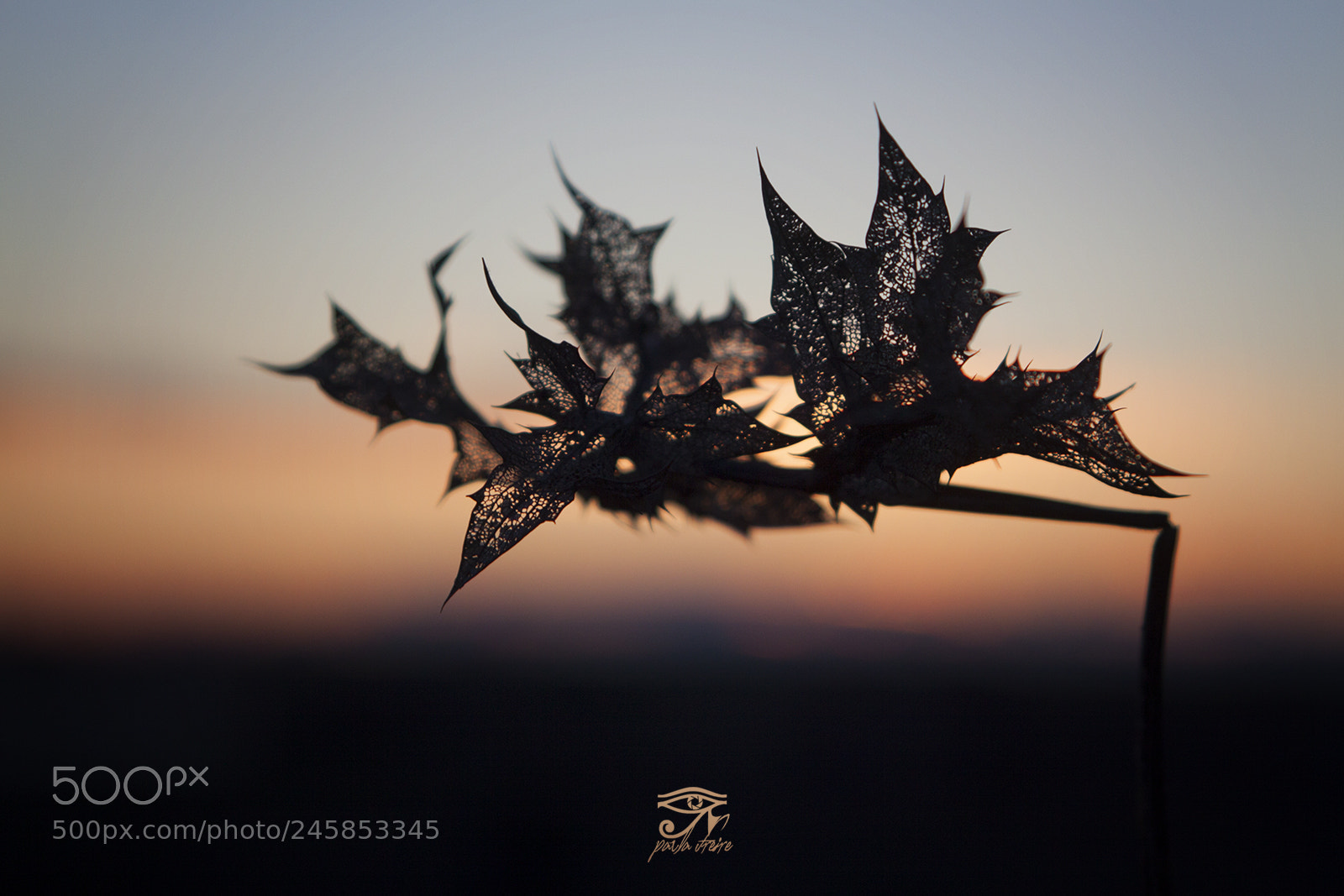 Canon EOS 50D sample photo. Broken leaf photography