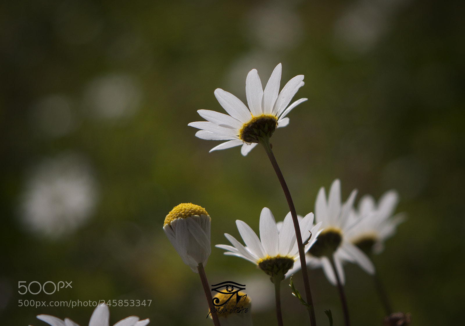 Canon EOS 50D sample photo. Daisies photography