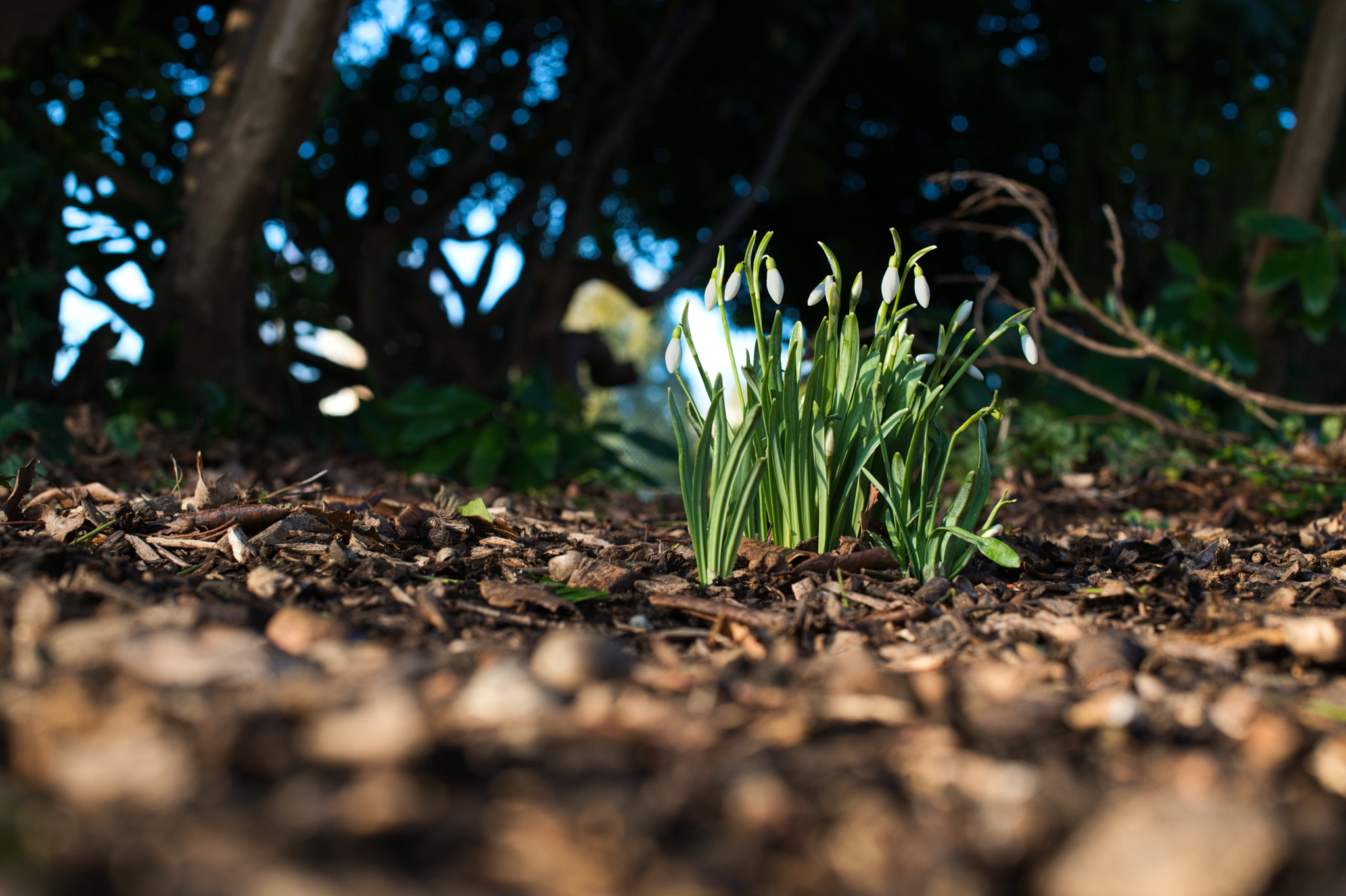 Nikon D850 + Nikon AF-S Nikkor 50mm F1.4G sample photo. Hidden snowdrops photography