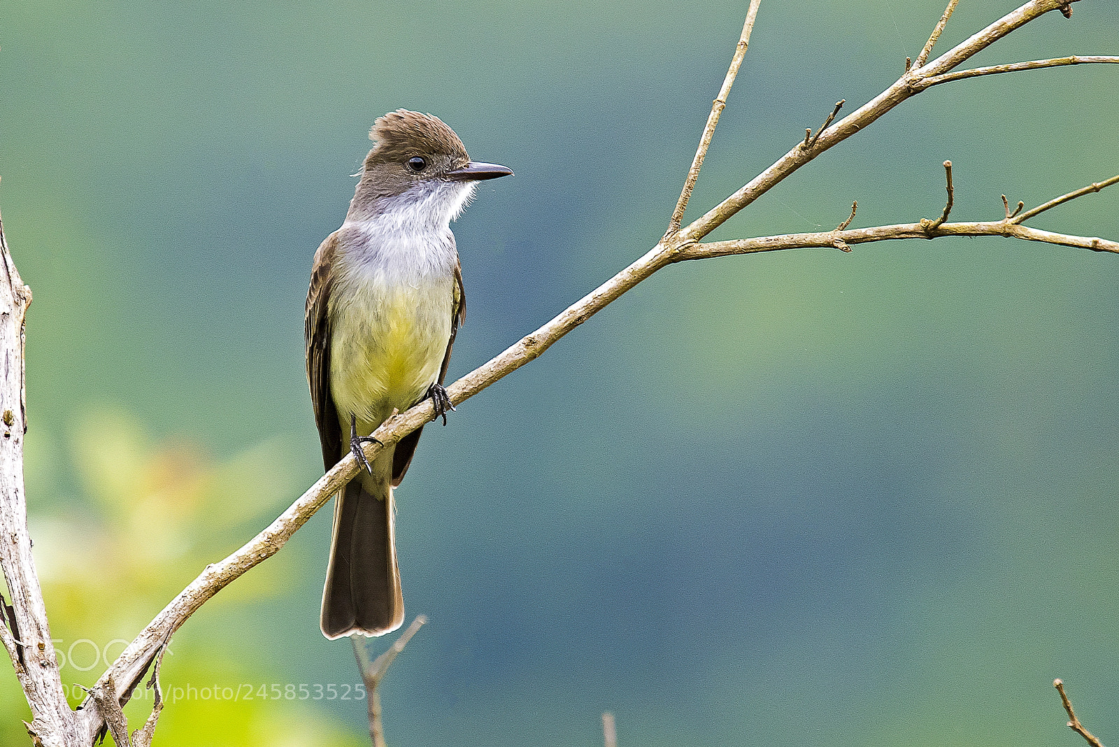 Nikon D810 sample photo. Swainson's flycatcher photography