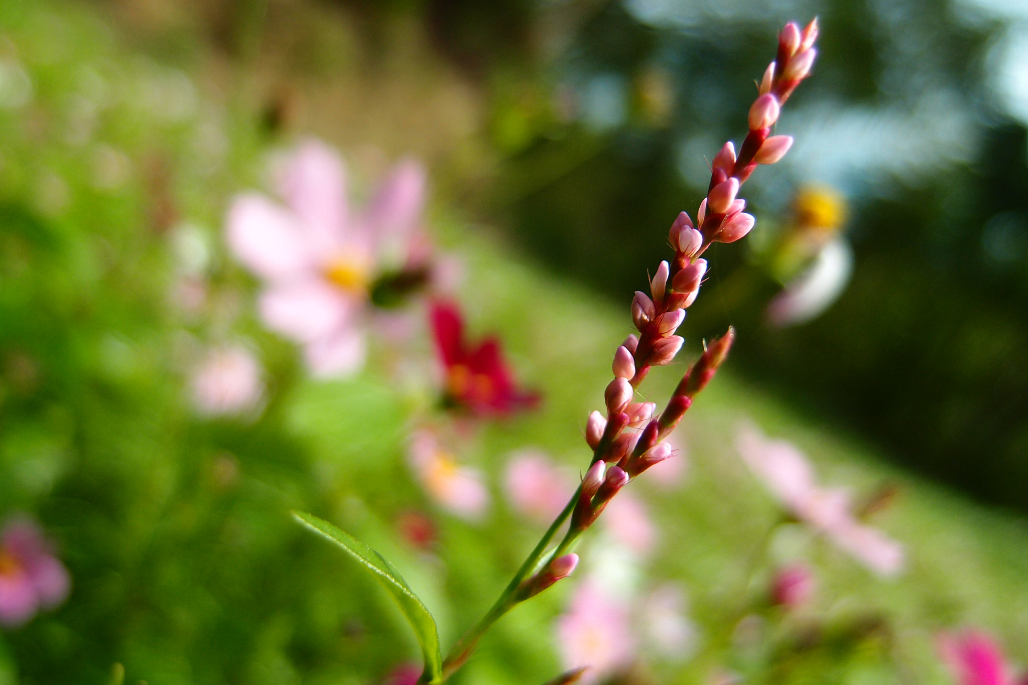 Olympus XZ-1 sample photo