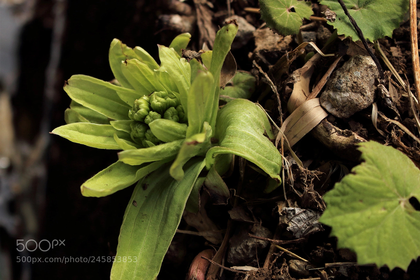 Canon EOS 100D (EOS Rebel SL1 / EOS Kiss X7) sample photo. Whisper of spring photography