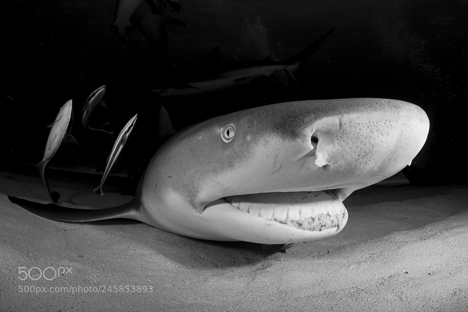 Nikon D800 sample photo. Shark photography