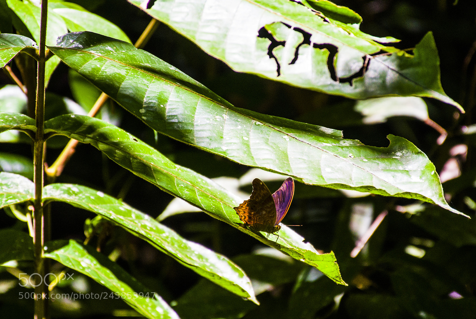 Nikon D5100 sample photo. Butterfly photography