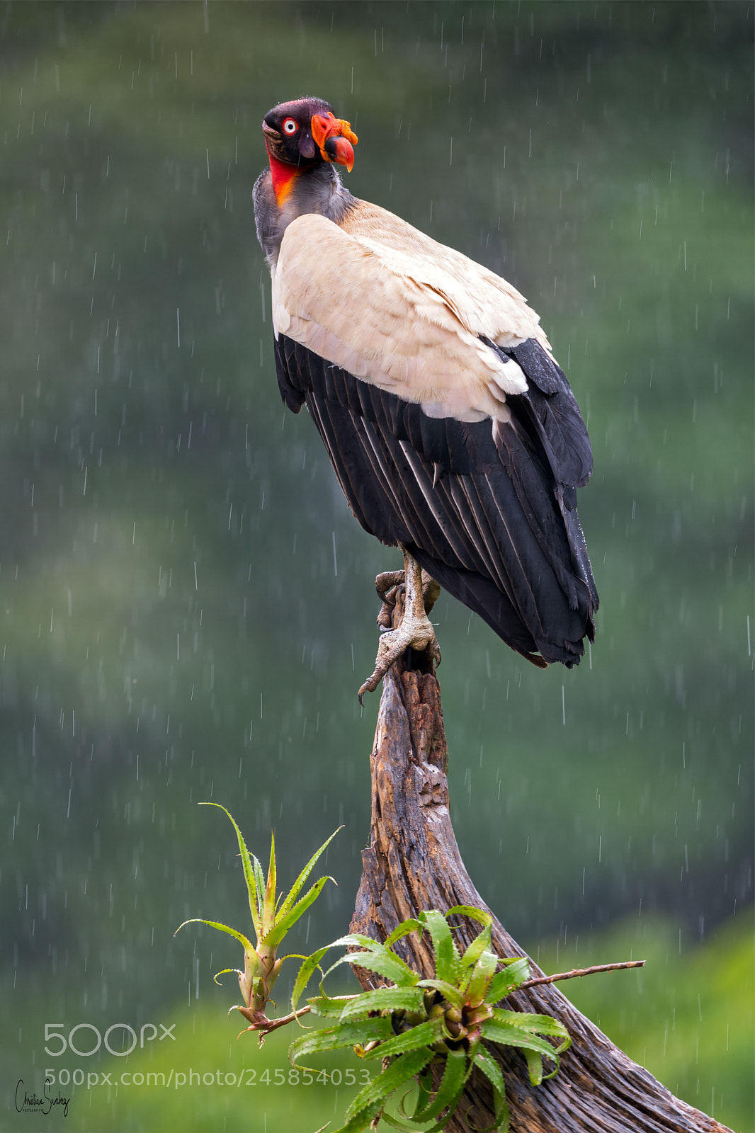 Nikon D4 sample photo. King vulture photography