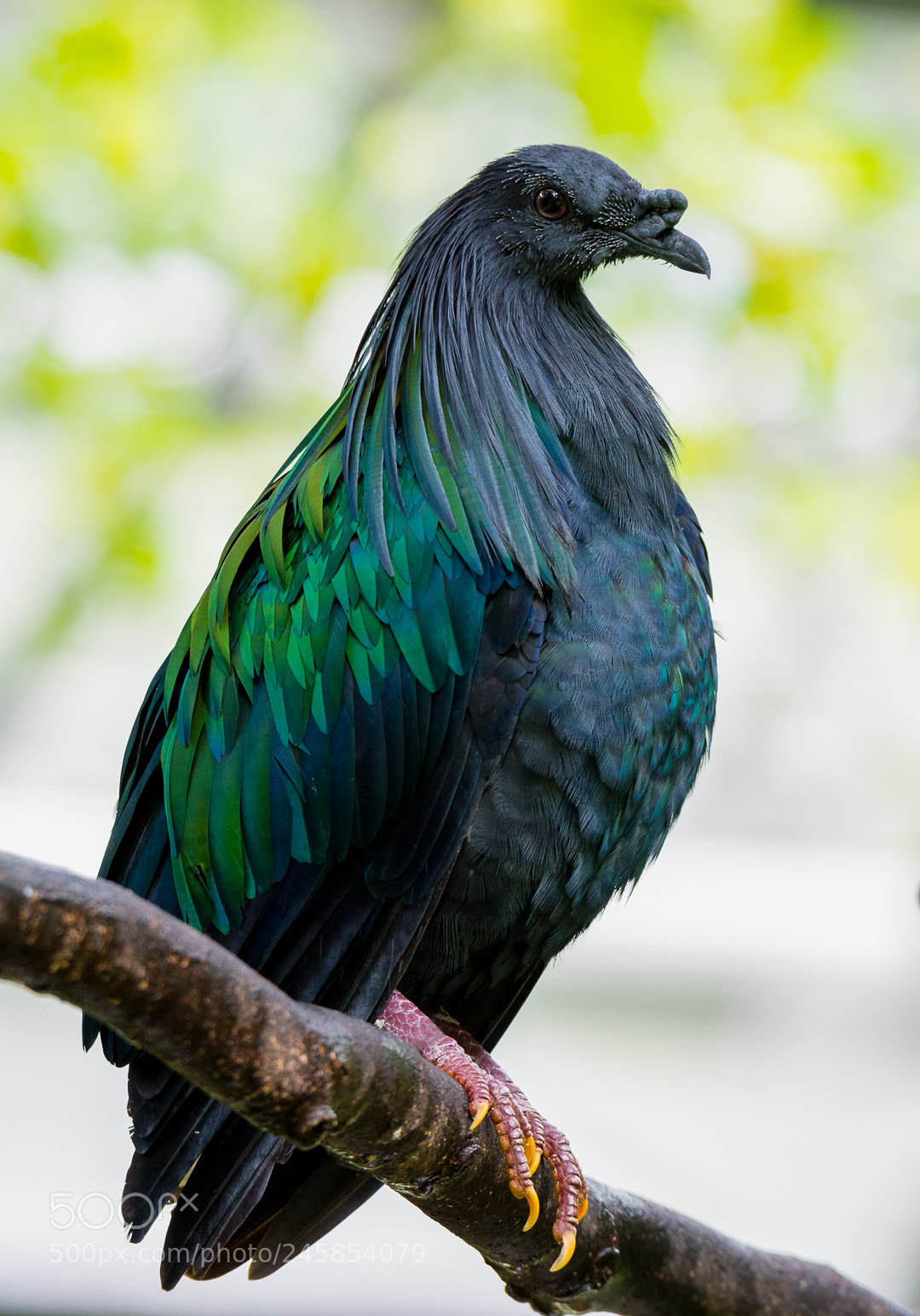 Nikon D7100 sample photo. Nicobar pigeon (caloenas nicobarica) photography