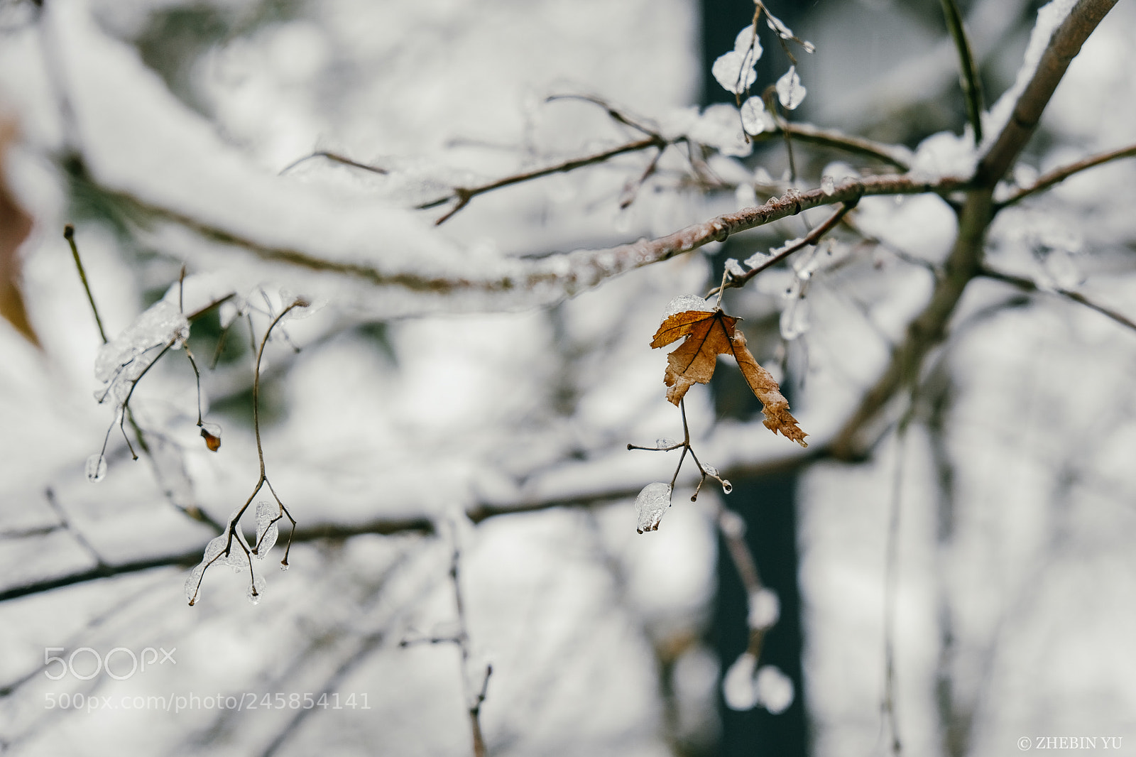 Fujifilm X-Pro2 sample photo. Leaf photography