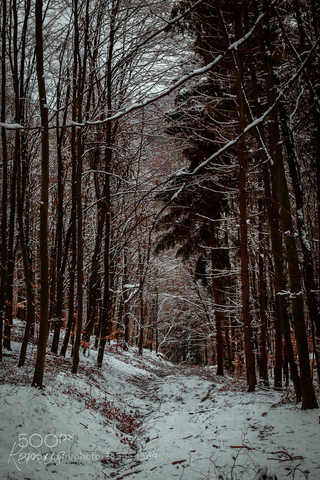 Canon EOS 1300D (EOS Rebel T6 / EOS Kiss X80) sample photo. Beautiful tree corridor photography