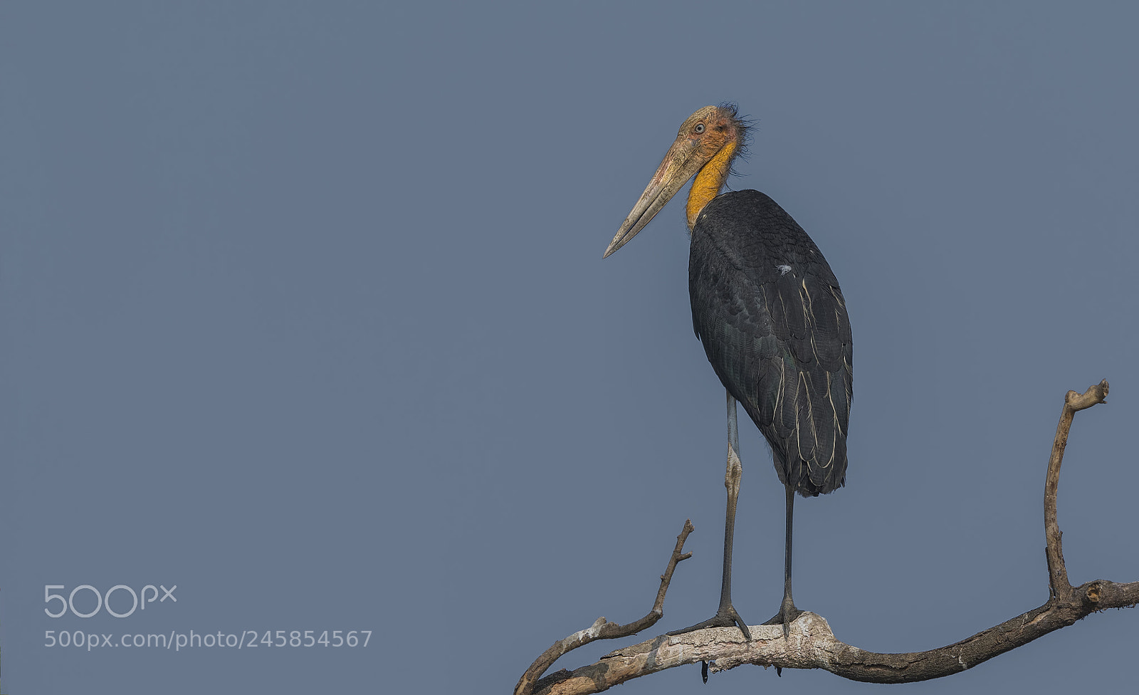 Nikon D500 sample photo. Lesser adjutant stork photography