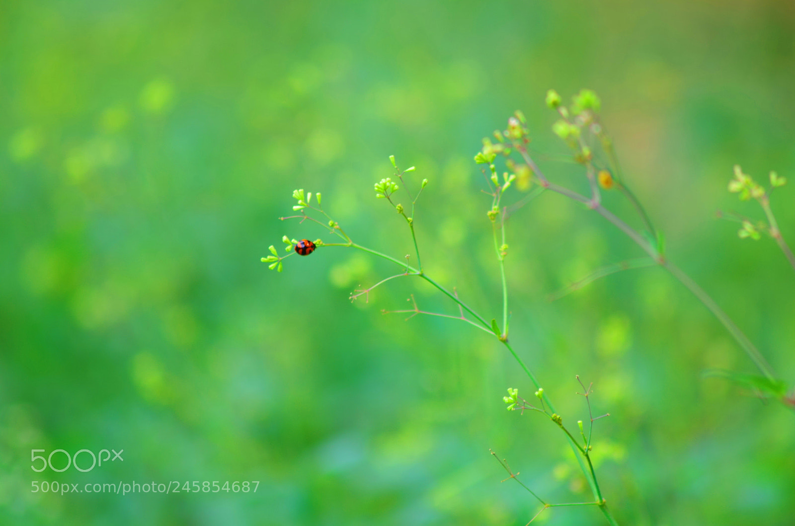 Pentax K-500 sample photo. Red dot ! photography