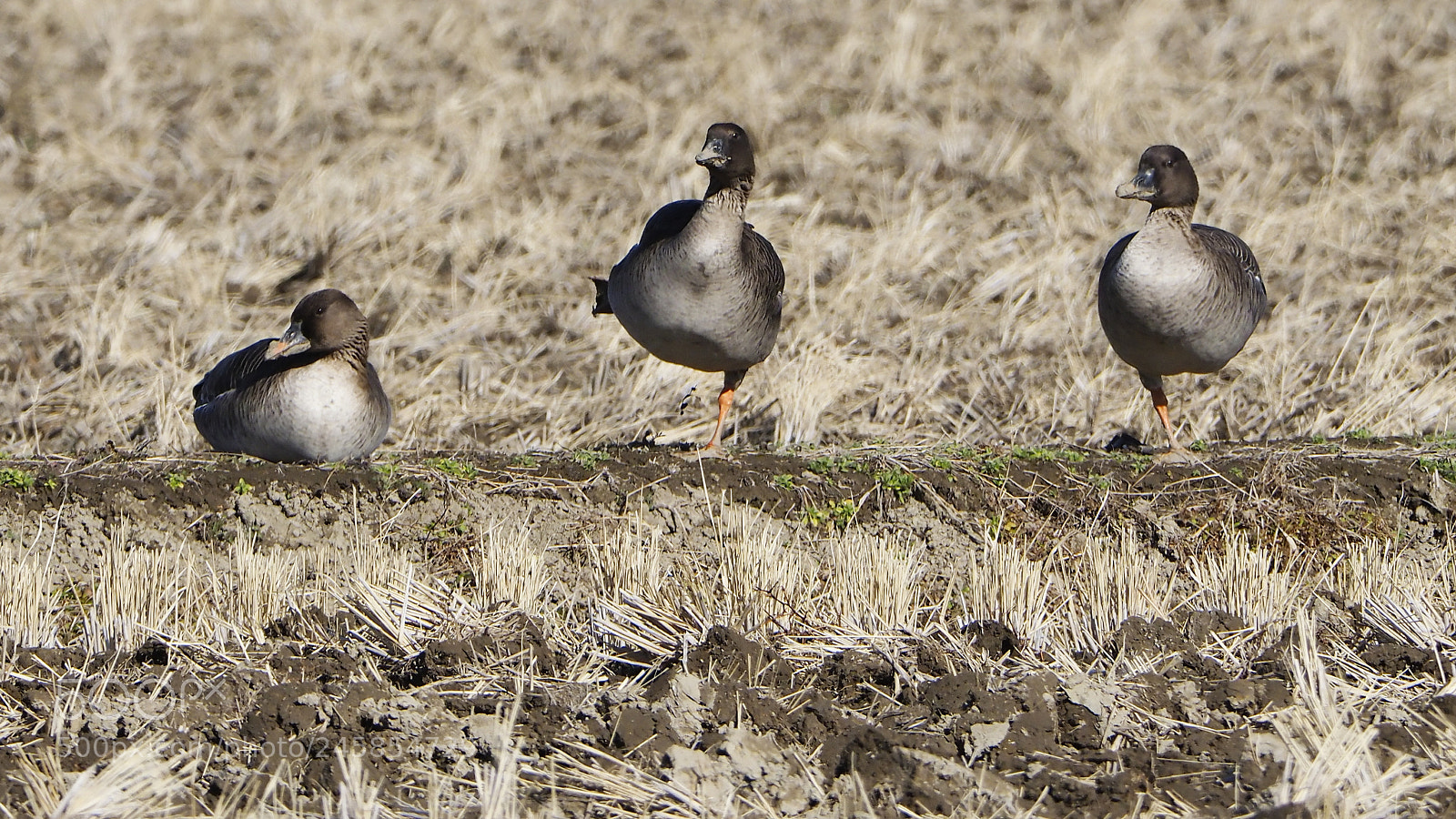 Olympus OM-D E-M1 Mark II sample photo. I raised one foot. photography