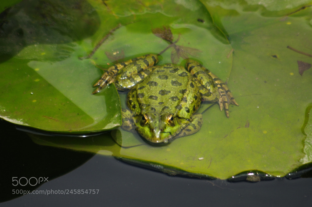 Pentax K-5 sample photo. Frog photography