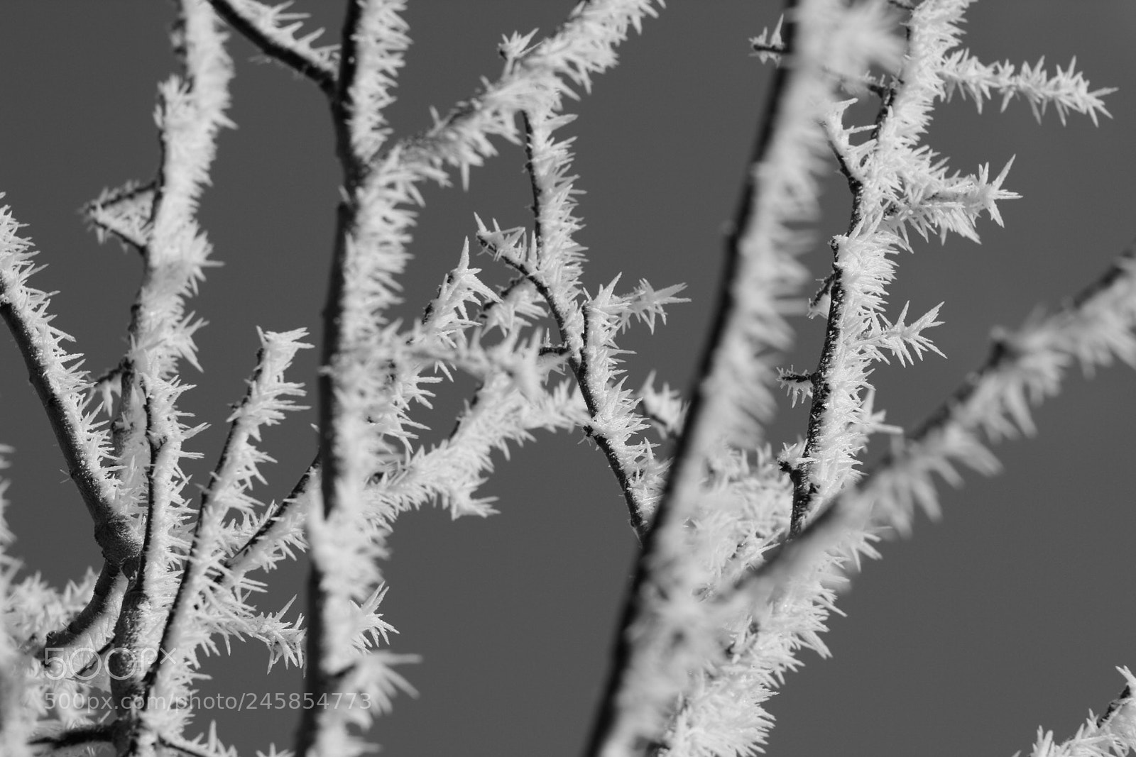 Canon EOS 350D (EOS Digital Rebel XT / EOS Kiss Digital N) sample photo. Winter details photography