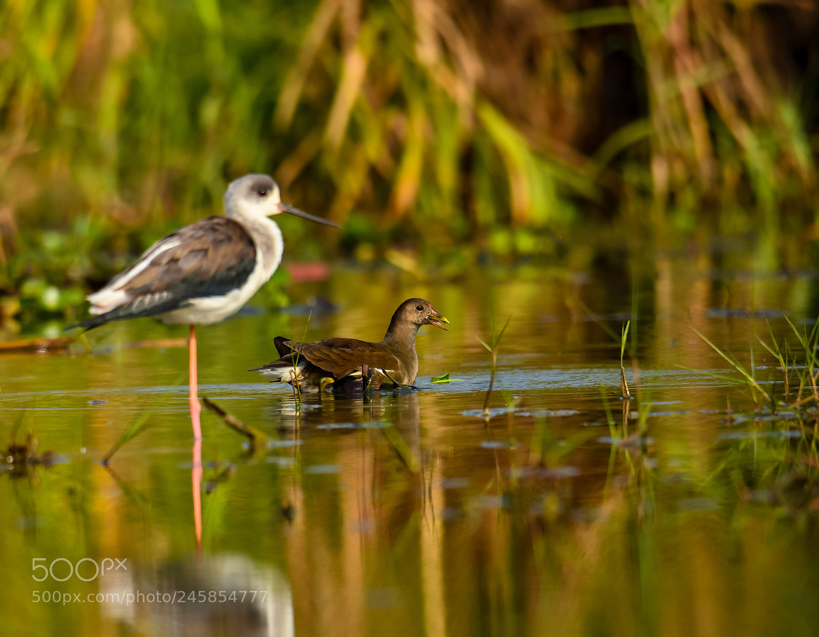 Nikon D500 sample photo. Common coot photography