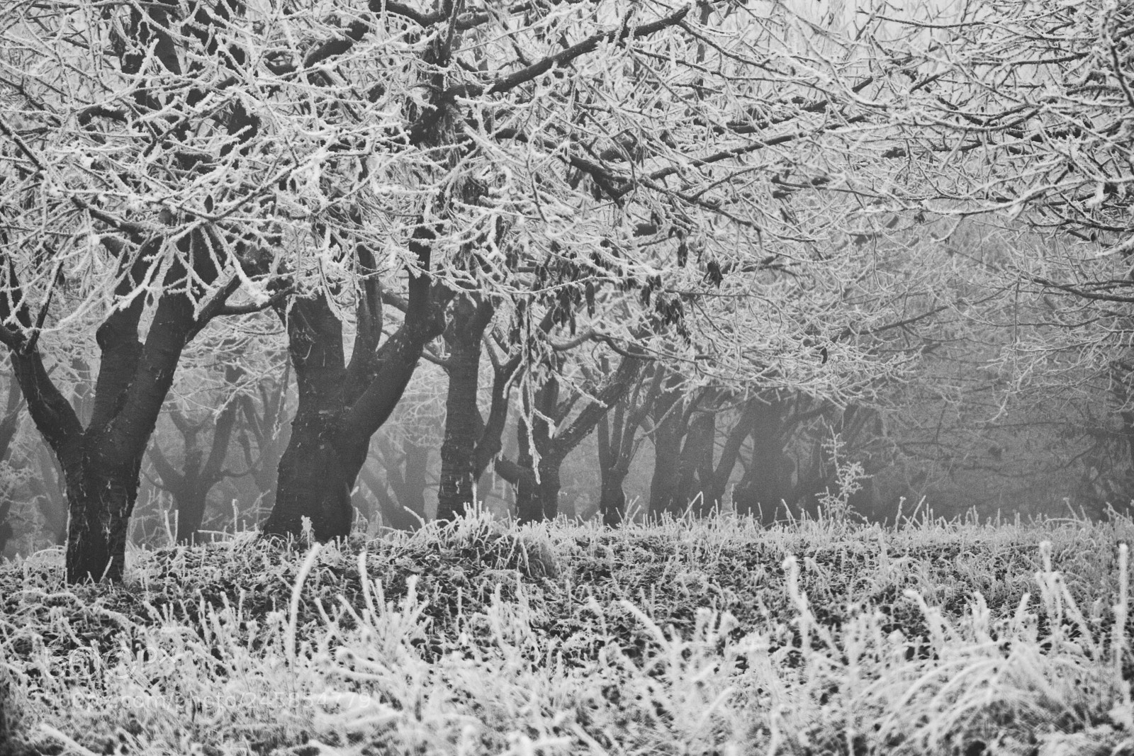 Canon EOS 40D sample photo. Winter details photography