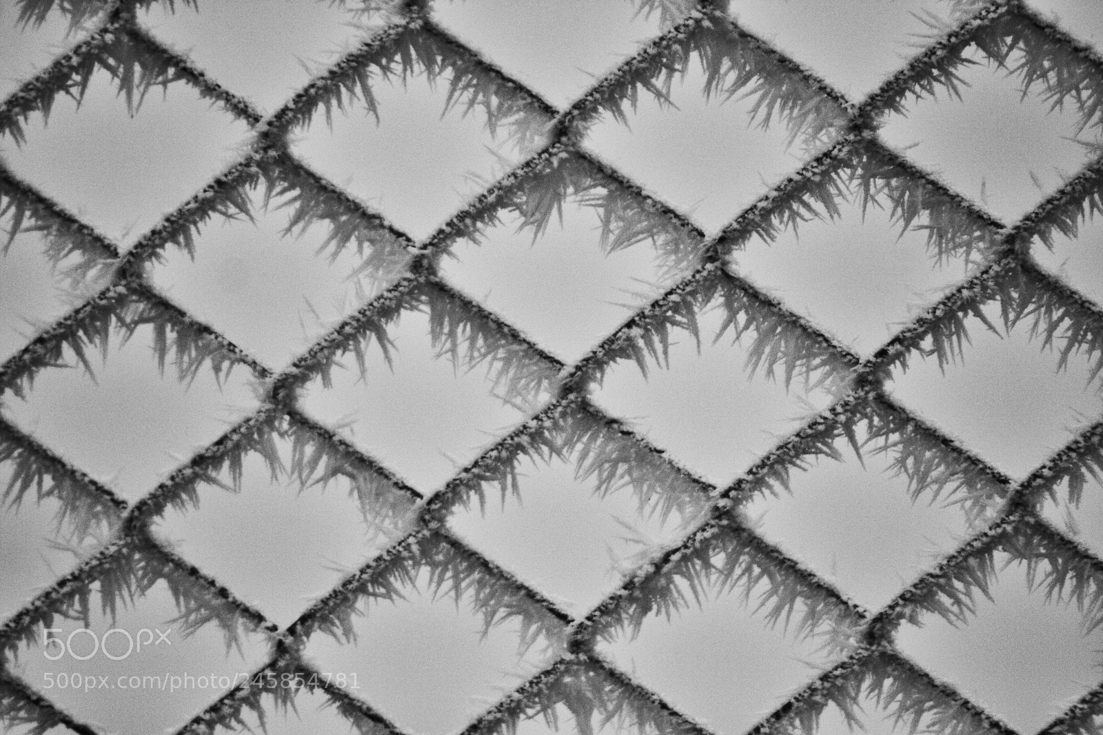 Canon EOS 40D sample photo. Winter details photography
