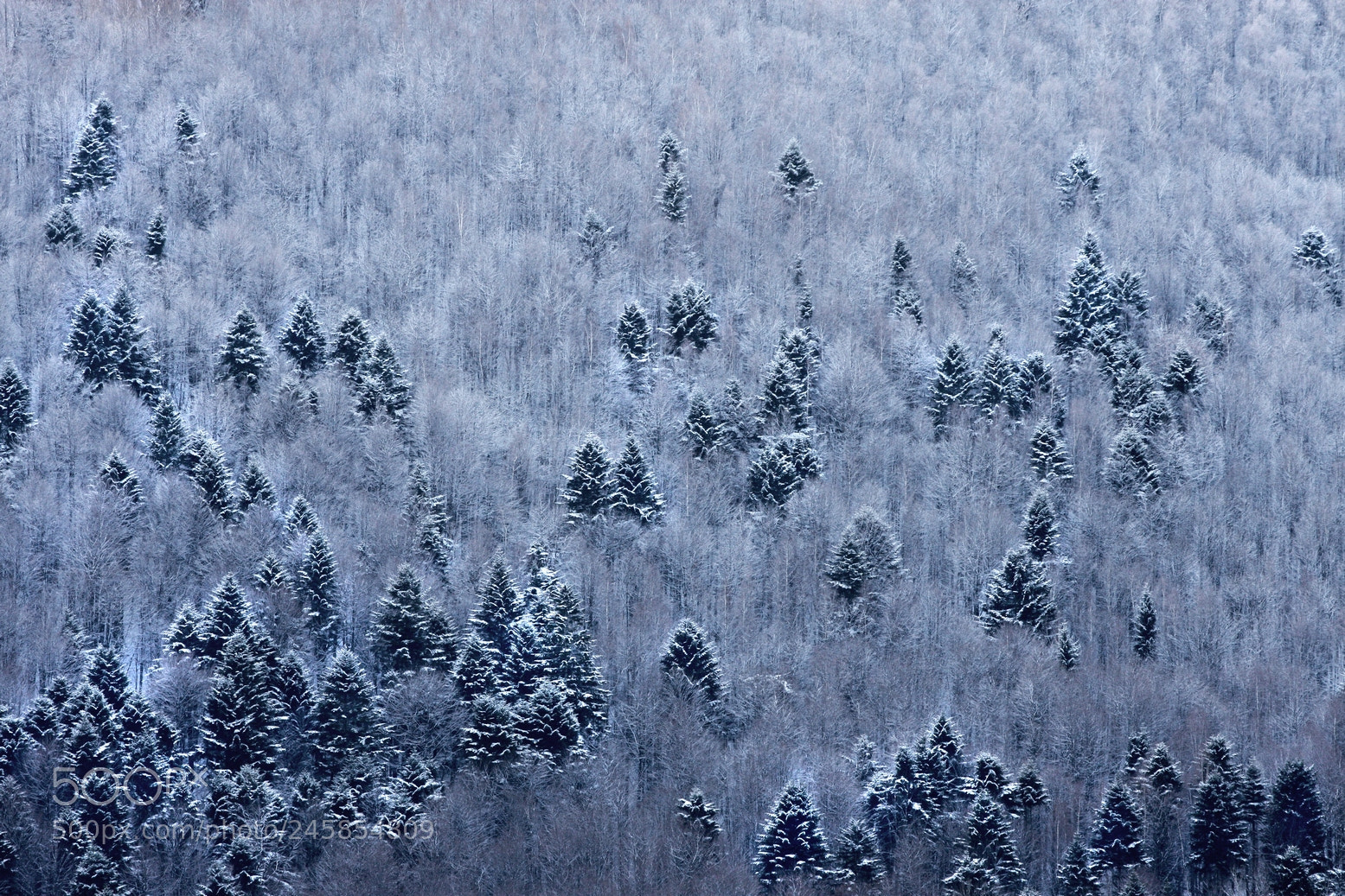 Canon EOS 40D sample photo. Winter details photography