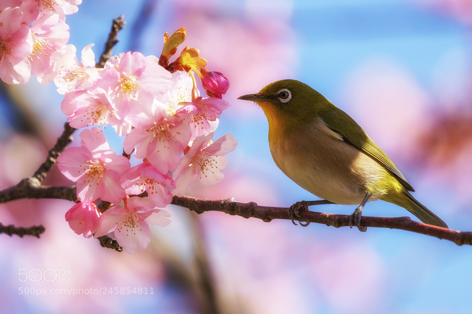 Sony a7R III sample photo. Sakura photography