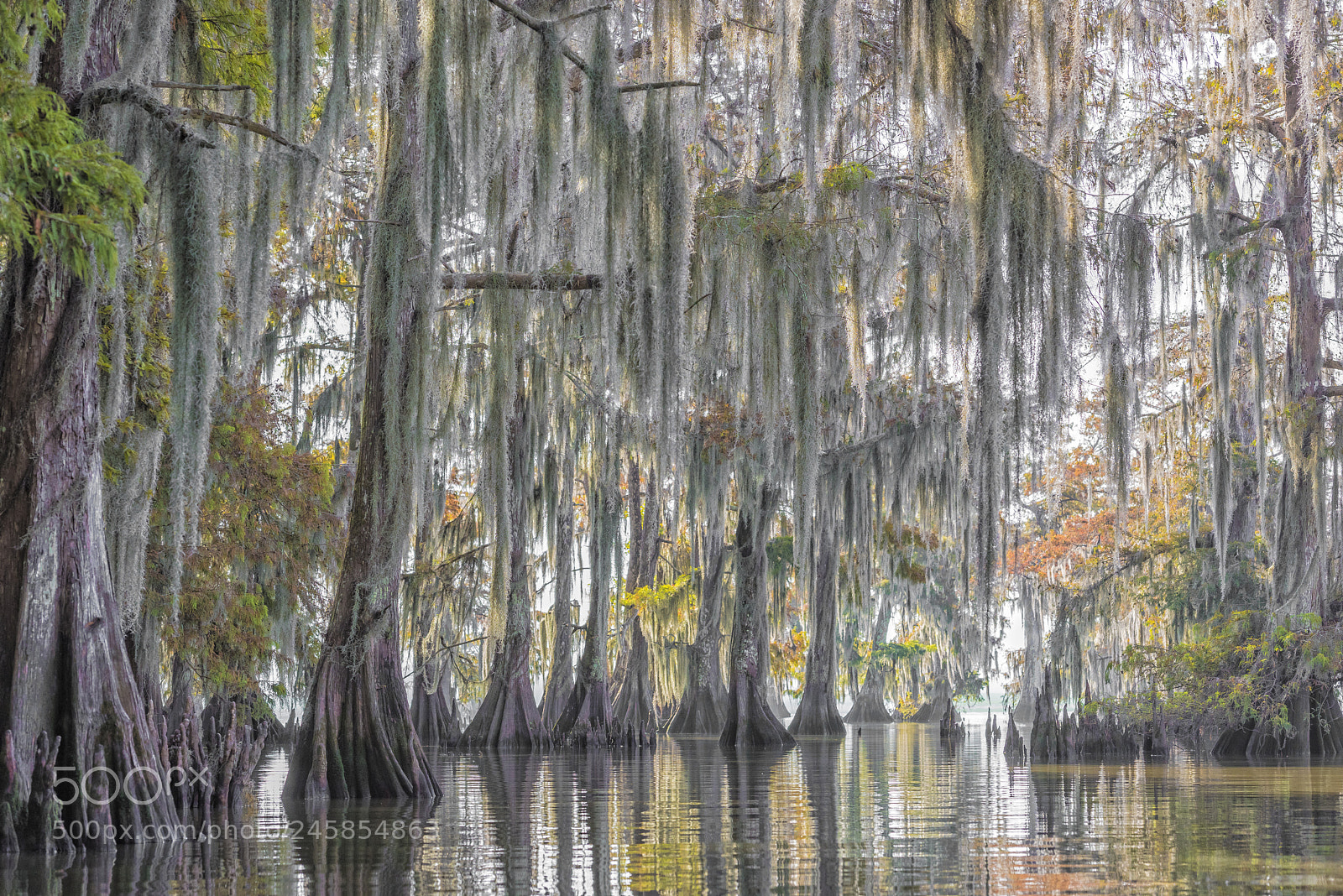 Nikon D810 sample photo. Swamp feeling photography