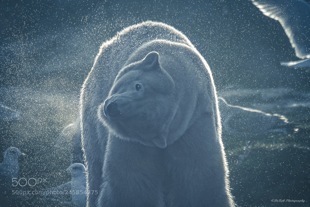 Nikon D500 sample photo. Backlight polar bear photography
