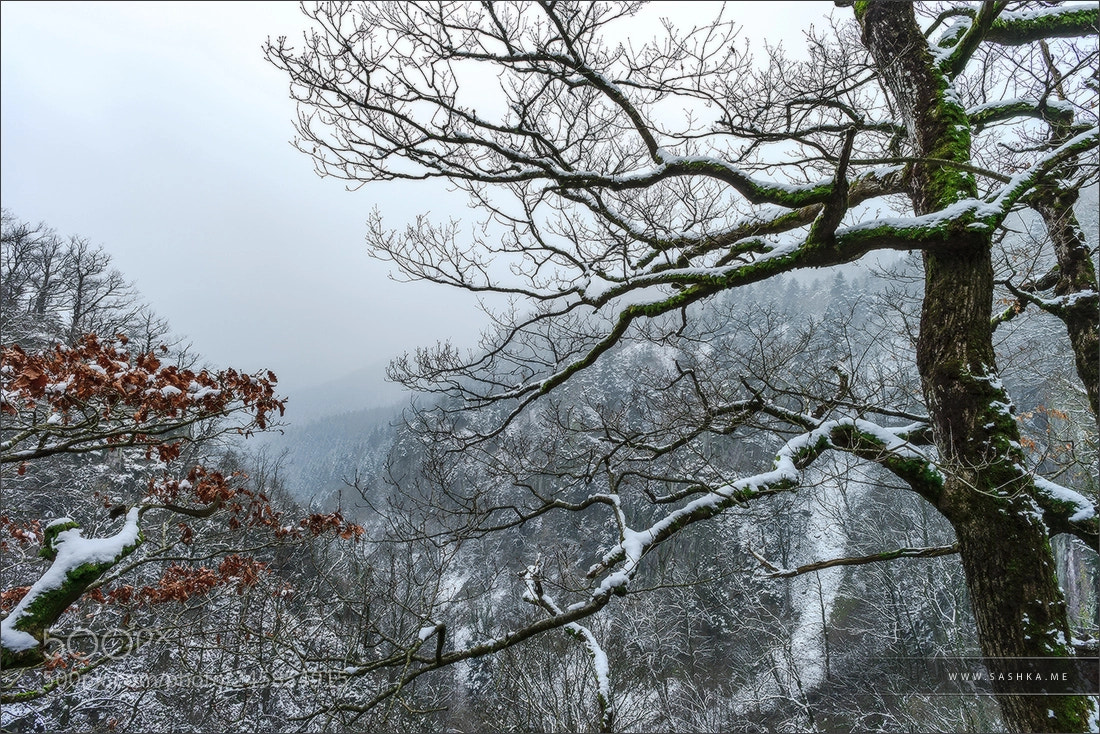 Sony a99 II sample photo. Cloudy evening in snowcovered photography