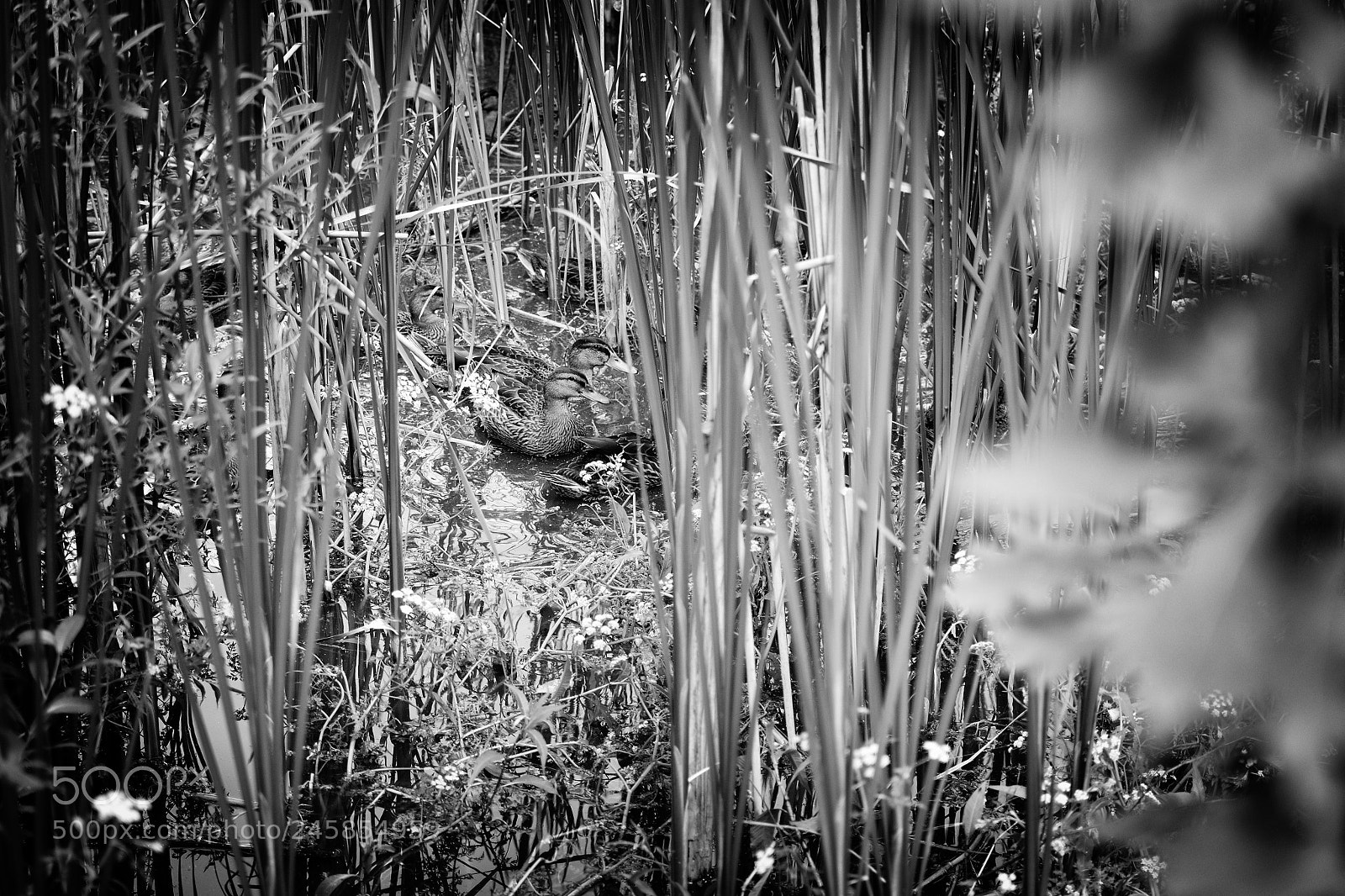 Nikon AF-S DX Nikkor 35mm F1.8G sample photo. In reeds photography