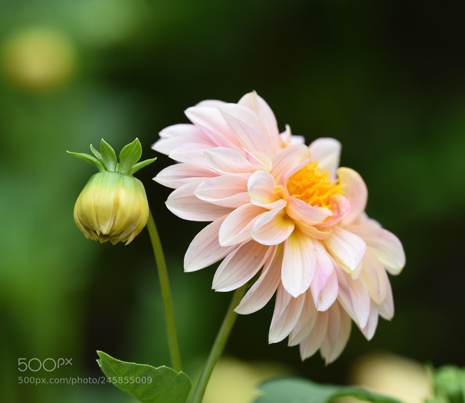 Nikon D750 sample photo. Flower and bud photography