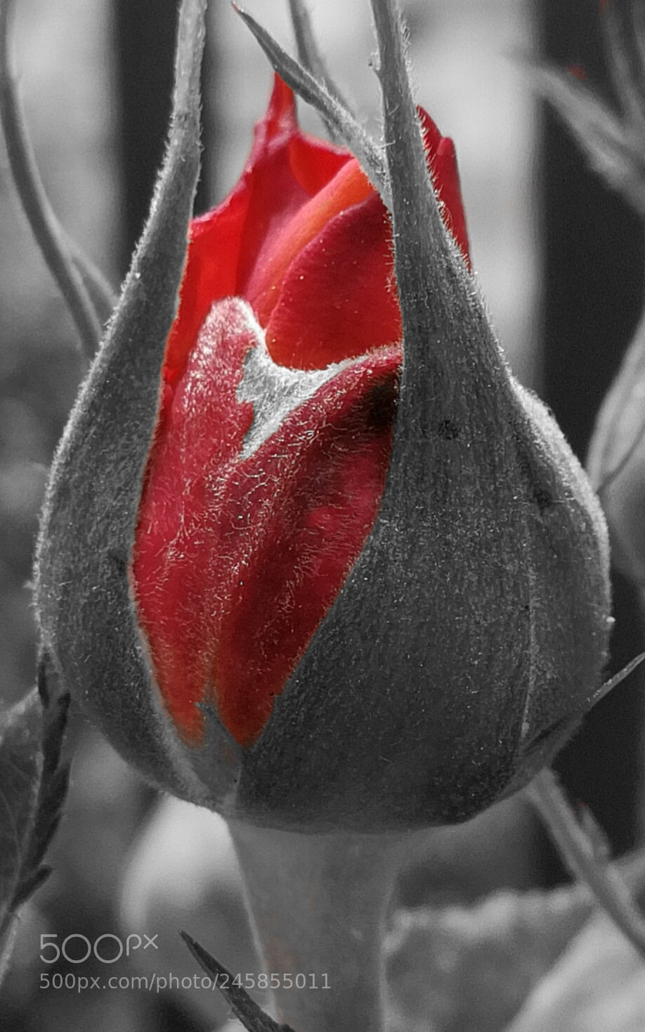 HUAWEI P10 sample photo. In..... red photography
