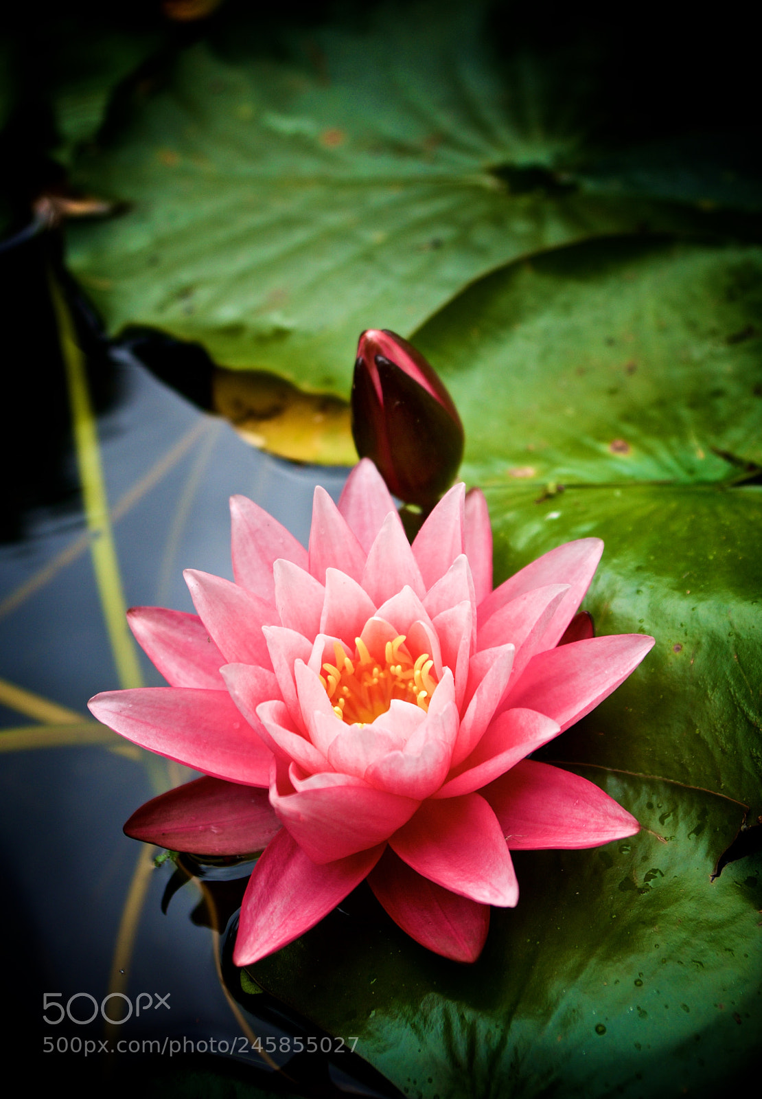 Sony DSC-R1 sample photo. Lotus photography