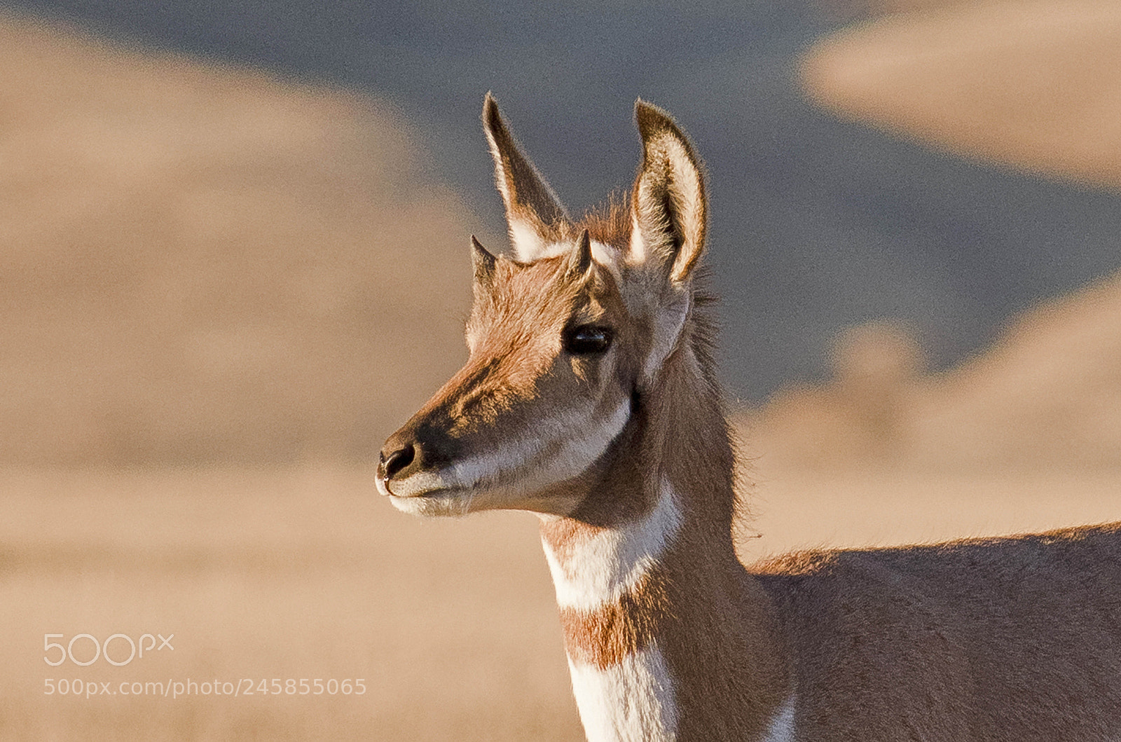 Nikon D810 sample photo. Pronghorn photography