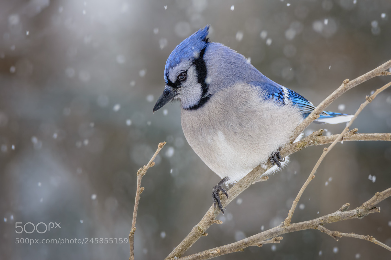 Nikon D7100 sample photo. Blue jay #5 photography