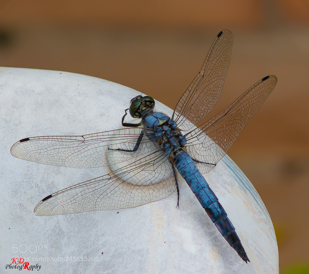 Nikon D7100 sample photo. Blue murcia dragonfly photography